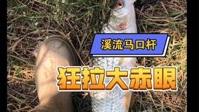国产小黄轮上鱼视频,揭秘钓鱼新潮流