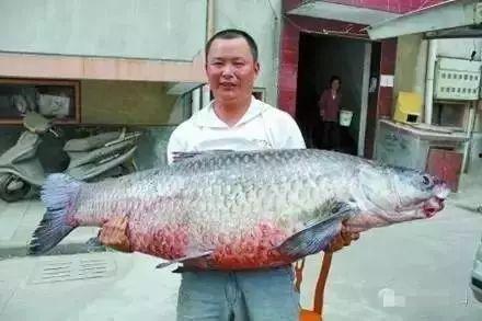 青鱼视频国产5,探寻东方美学新境界